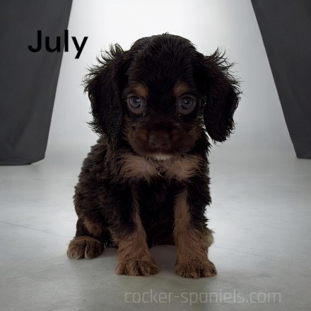 puppy, for, sale, Cocker Spaniel, Joe & Cherri  Overlease, dog, breeder, Miller, MO, dog-breeder, puppy-for-sale, forsale, nearby, find, puppyfind, locator, puppylocator, aca
